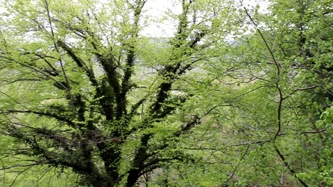 The songs of nature Stock Footage 107646729