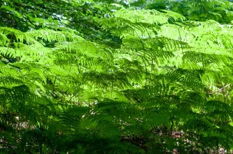 Sonian forest brussels Stock Photos