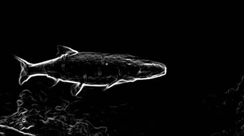 Sonic fish detection underwater Stock Footage 35206438