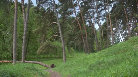 Сoniferous forest Video stock 5503320