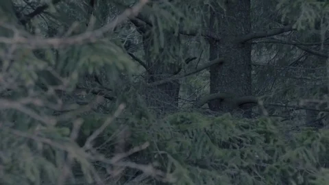 Сoniferous forest Stock Footage 71204255