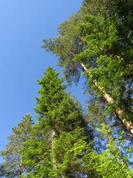 Сoniferous forest Stock Photos