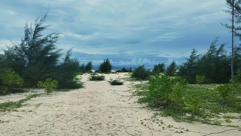 Сoniferous sand Stock Photos