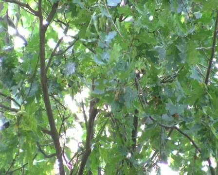 Sonne Vídeo Stock 519930