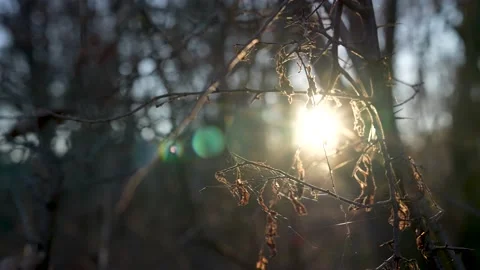 Sonne im Wald 库存影片 212016318