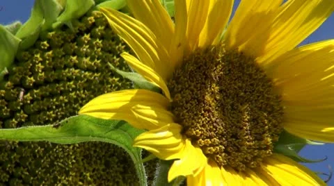Sonnenblume Stock Footage 20215321