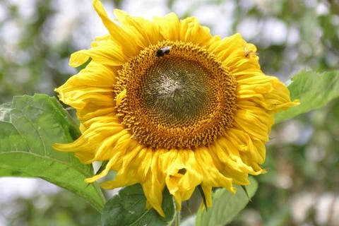 Sonnenblume Stock Photos
