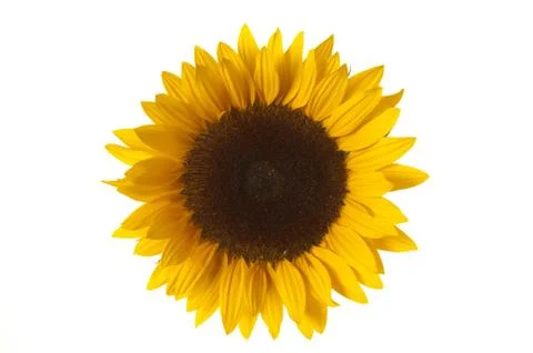 Sonnenblume Stock Photos