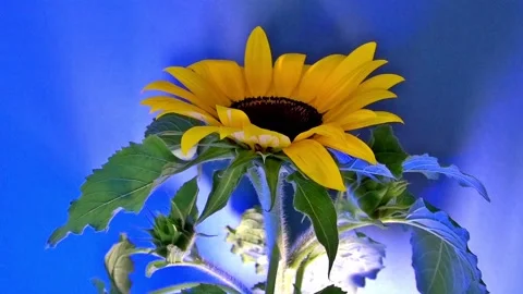 Sonnenblume Sunflower 2D Vidéo 200831068