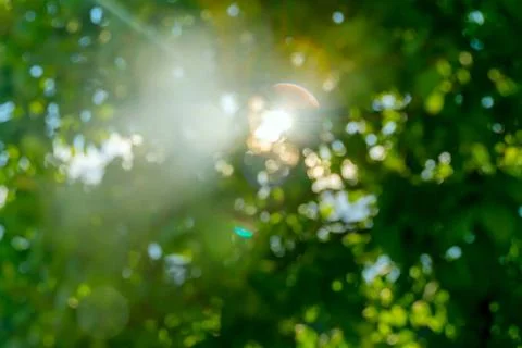 Sonnenstrahlen durch die Baumblätter. Abstrakt Bokeg Sommer Hintergrund Su.. Foto stock