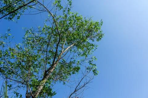 Sonneratia tree Stock Photos