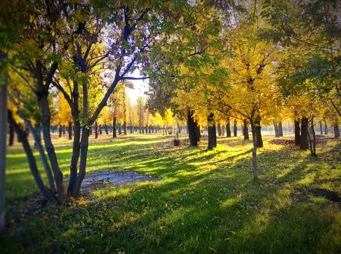 Sonniger Herbstpark in Sibirien mit Schatten Stock Photos