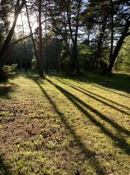 Sonny forest Stock Photos