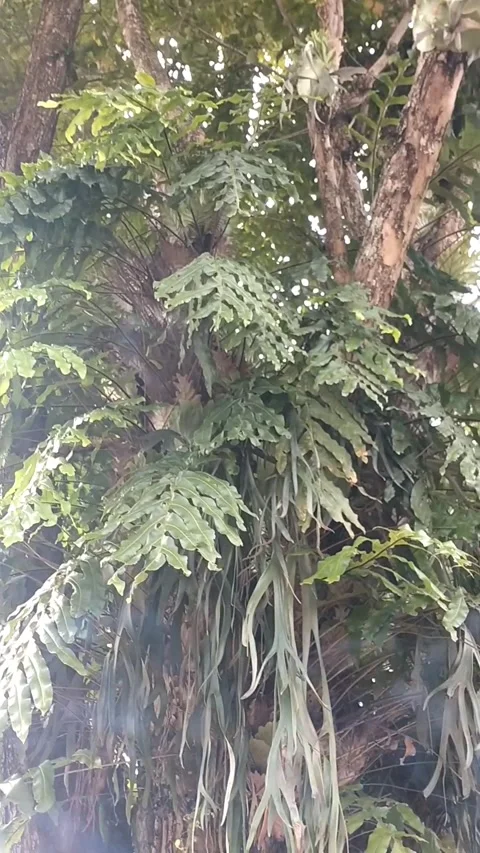 Sono flower tree that grows deer antlers and a kind of orchid Stock Footage 325722774