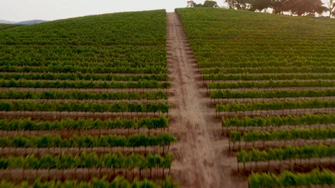Sonoma County Vines on the hill Stock Footage