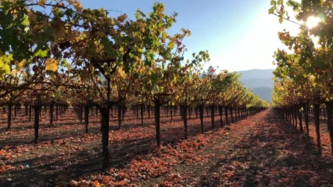 A Sonoma County vineyard in the fall Stock Footage 123191476