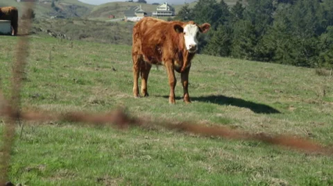 Sonoma Cows 01 Stock Footage 43561972