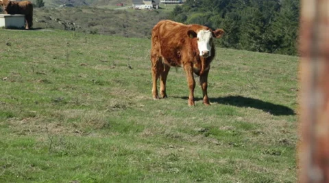 Sonoma Cows 04 Stock Footage 43562082