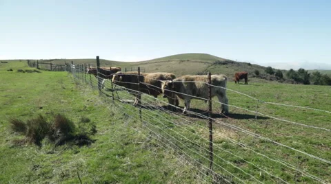 Sonoma Cows 10 Stock Footage 43562183
