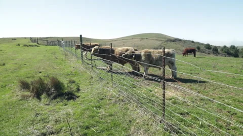 Sonoma Cows 11 Video stock 43562193