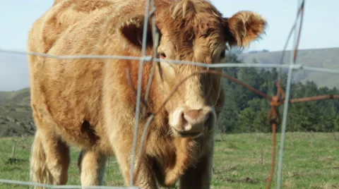 Sonoma Cows 13 Stock Footage 43562224