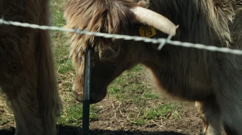 Sonoma Cows 14 Stock Footage 43562227