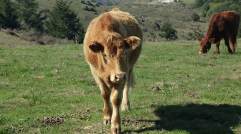 Sonoma Cows 15 Stock Footage 43562255