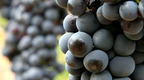 Sonoma Grapes Stock Footage 850372