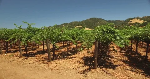 Sonoma valley wine vineyard near healdsbury california travel tourism video Stock Footage