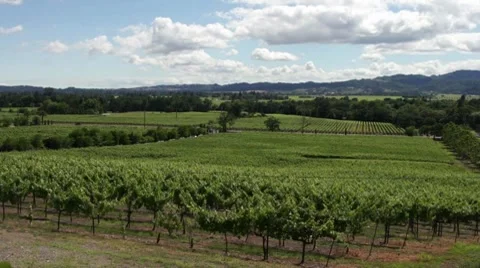 Sonoma Valley Wineries HD Stock Footage 7752196
