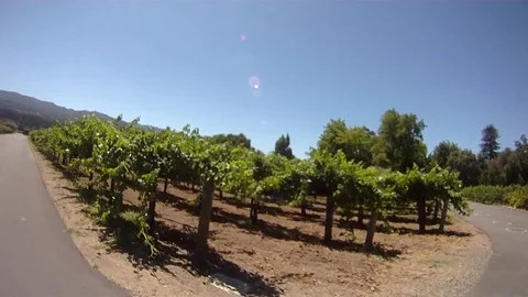 Sonoma Vineyard Stock Footage 78977936