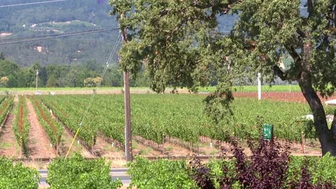 Sonoma Vineyard Stock Footage 78978453