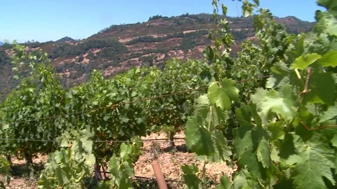 Sonoma Vineyard 스톡 동영상 78978617