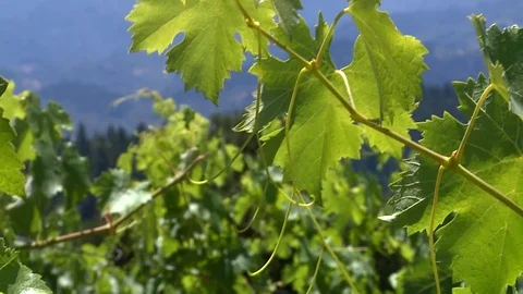 Sonoma Vineyard Stock Footage 78978640
