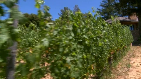 Sonoma Vineyard Stock Footage 78978642