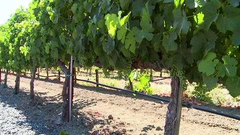 Sonoma Vineyard Stock Footage 78978665