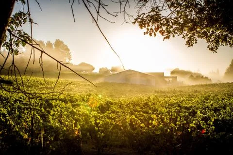 Sonoma Vineyard Stock Photos