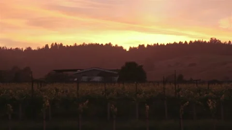 Sonoma Vineyard Sunset Stock Footage 21442074