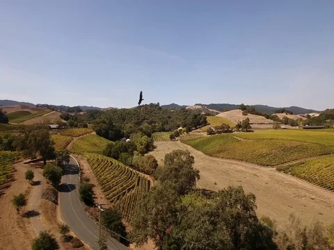 Sonoma Wine Country Autumn Vineyard Aerial Graceful Bird In Flight Stock Footage
