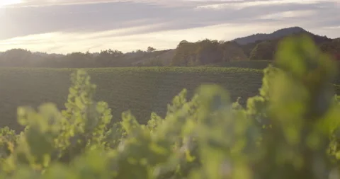Sonoma Wine Vineyard 4K 24FPS Stock Footage 131279853