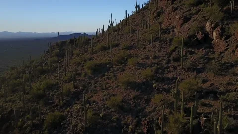 Sonoran Desert Cacti and Landscape Stock Footage 208872995
