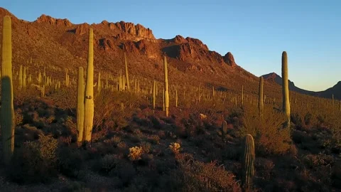 Sonoran Desert Cacti at Sunset Stock Footage 208873008