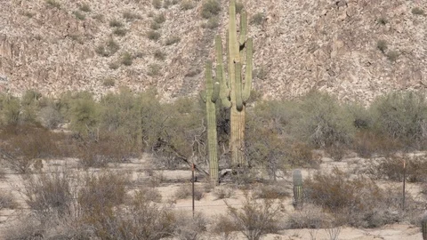 Sonoran Desert Stock Footage 99020092