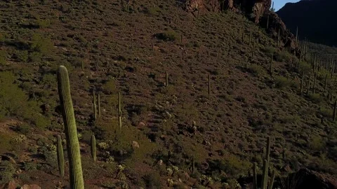 Sonoran Desert  Stock Footage 208872990