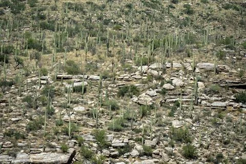 Sonoran Desert Stock Photos