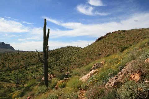 Sonoran desert spring Stock Photos