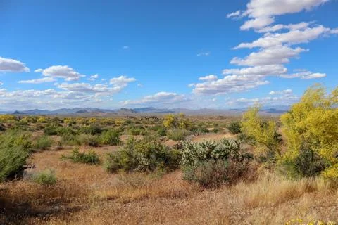 Sonoran Desert in the spring time Stock-Fotos