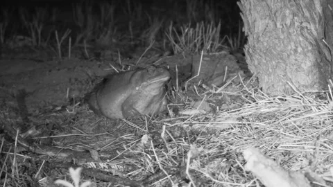 Sonoran Desert Toad at Night in Summer in Infrared in Arizona Stock Footage 287467314