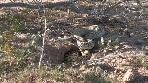 Sonoran Gopher Snake in Mexico Desert Stock Footage 337848150
