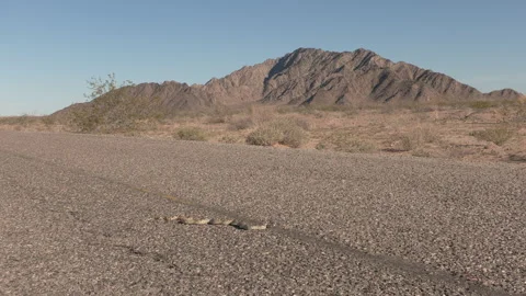 Sonoran Gopher Snake on Road at El Pinacate and Gran Altar Desert Mexico Stock Footage 332681278